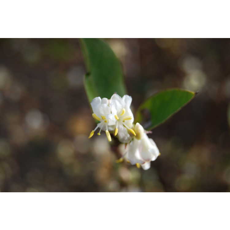Lonicera ×purpusii 'Winter Beauty'
