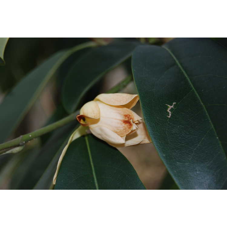 Magnolia cavaleriei