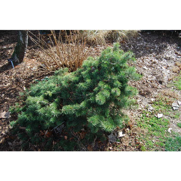 Pinus-uncinata-Silver-Candles-001-JCRA-1-16-08.JPG
