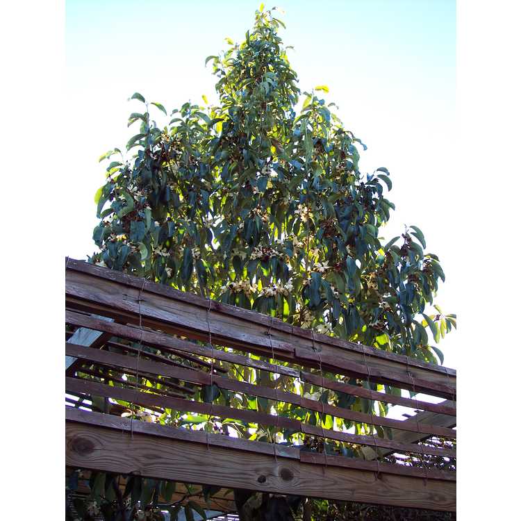 Magnolia cavaleriei