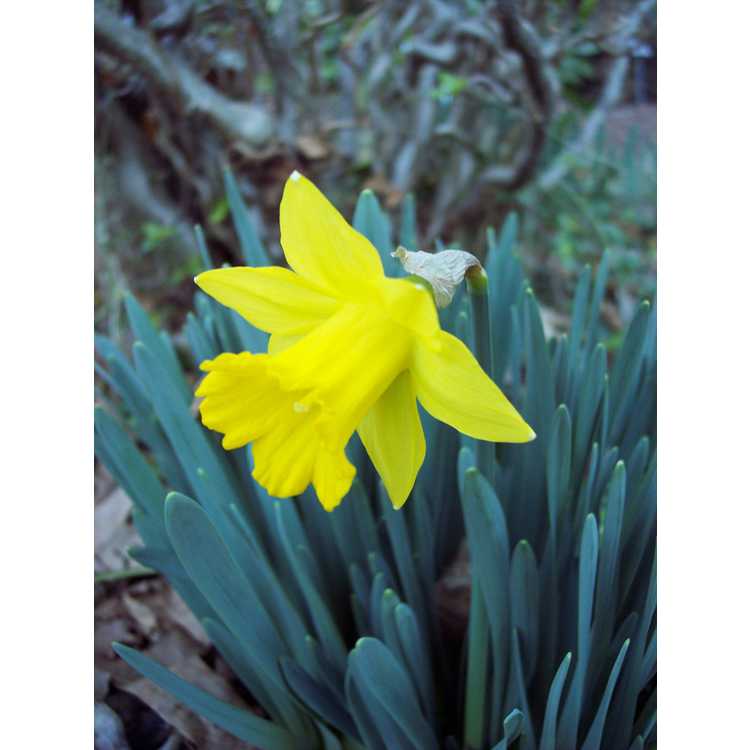 Narcissus obvallaris - Tenby daffodil