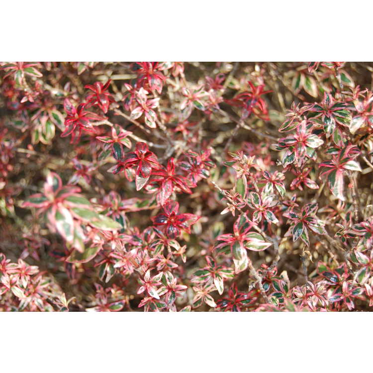 Abelia ×grandiflora 'Conti'