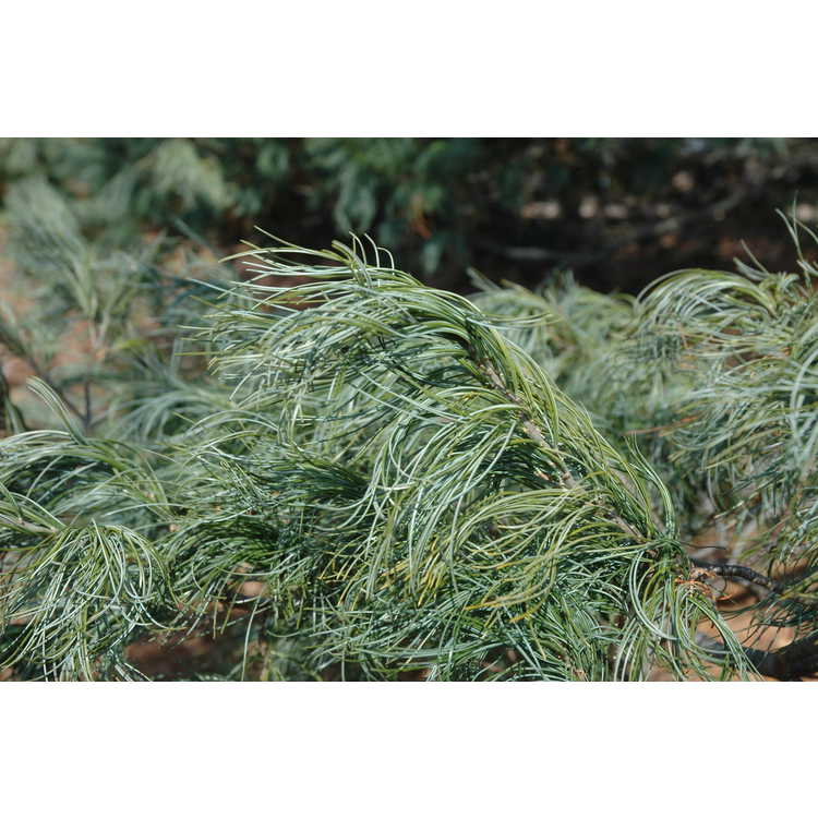 Pinus strobus 'Torulosa'