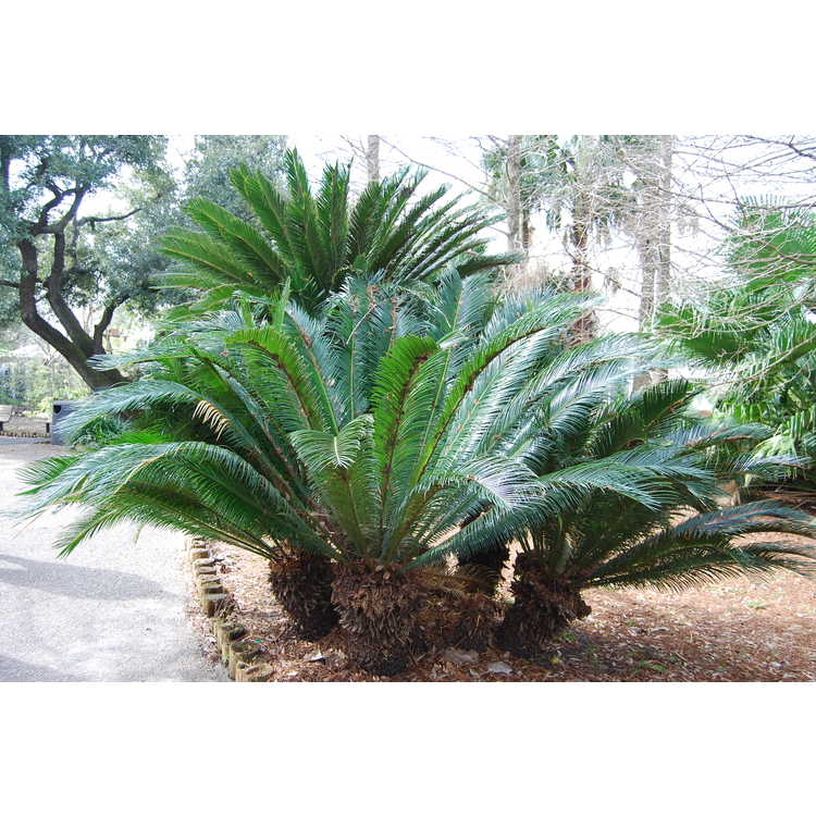 Cycas revoluta - sago palm