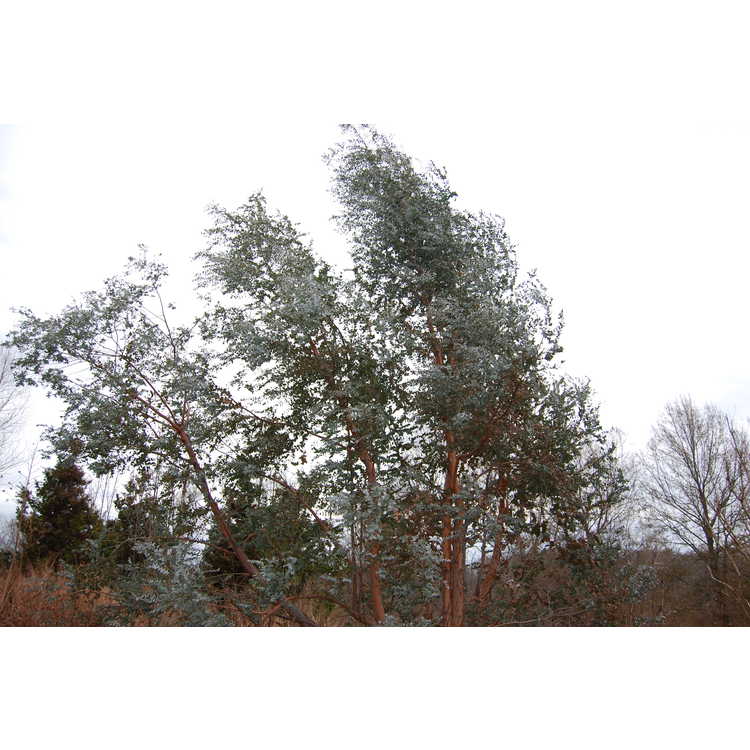Eucalyptus-cinerea-003-DSBG-2-6-08.JPG