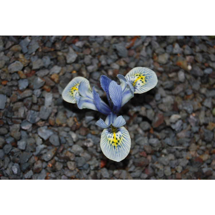 Iris [Reticulata Group] 'Katherine Hodgkin'