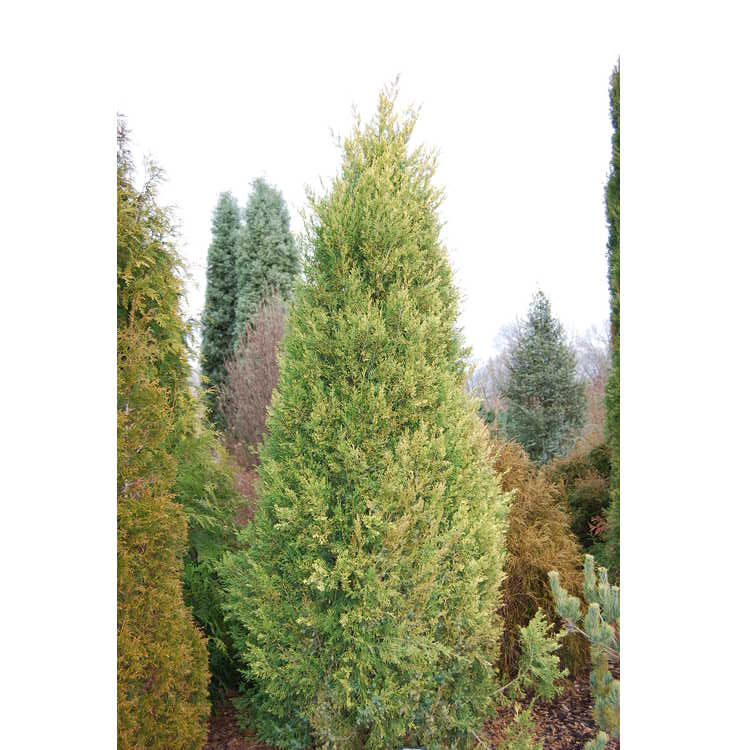 Juniperus-chinensis-Macs-Golden-001-DSBG-2-6-08.JPG