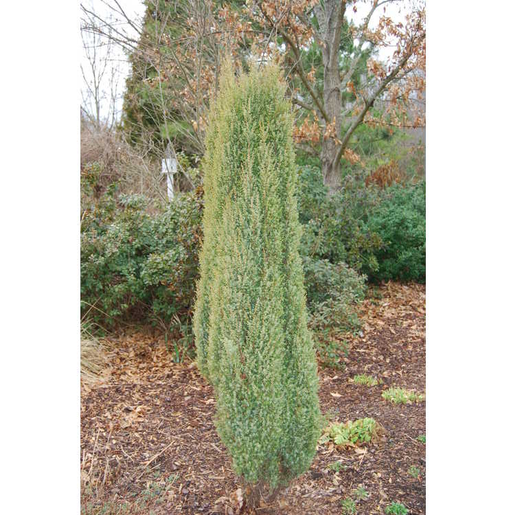 Juniperus-communis-Gold-Cone-002-DSBG-2-6-08.JPG