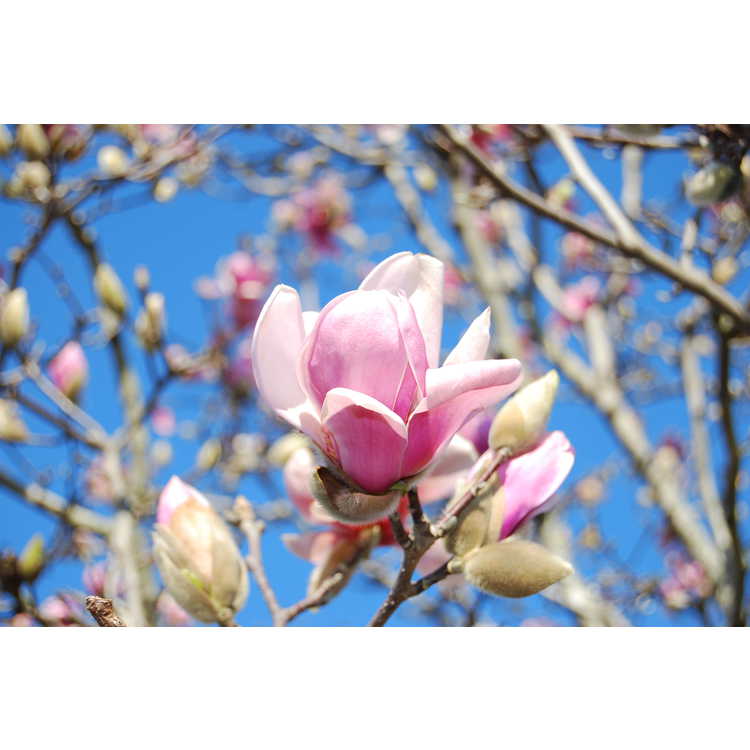 Magnolia denudata 'Forrest's Pink'