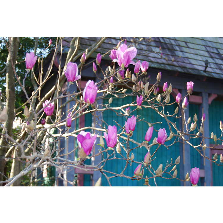 Magnolia ×soulangeana 'Coates'