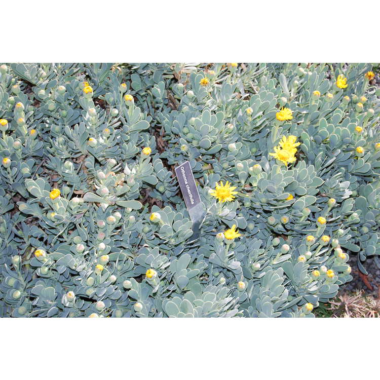 Hertia cheirifolia - barbary ragwort
