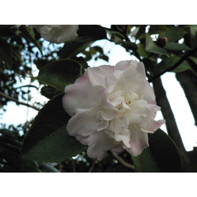 Camellia 'Cinnamon Cindy' - Ackerman hybrid camellia