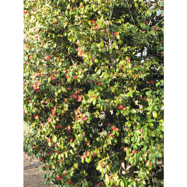 Camellia japonica Korean germplasm