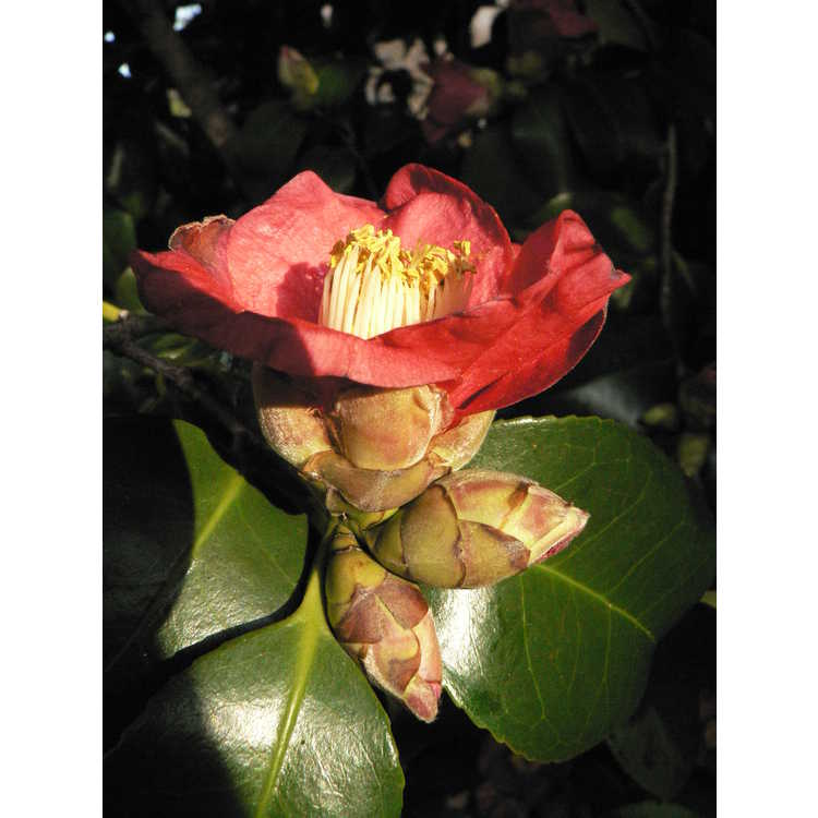 Camellia japonica (Korean germplasm)