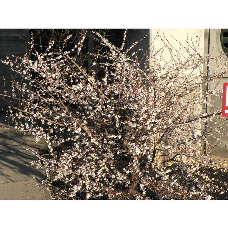Prunus mume 'Omoi-no-mama' - Japanese flowering apricot