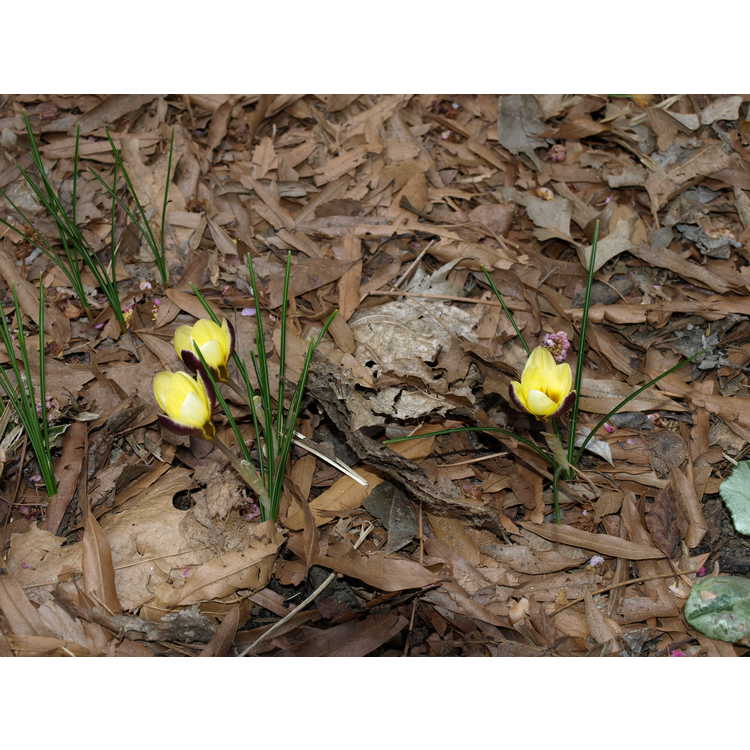 Crocus chrysanthus 'Herald' - spring crocus