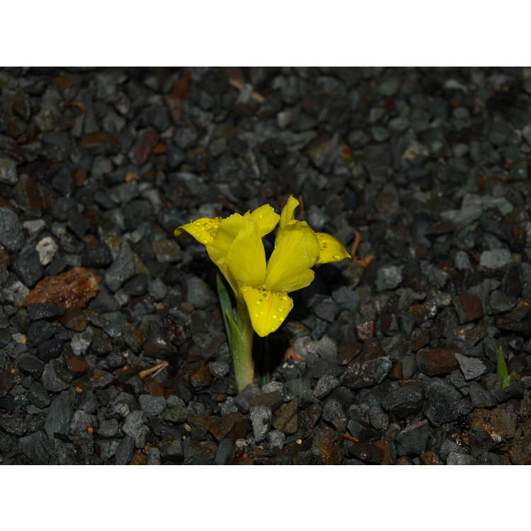 Iris danfordiae