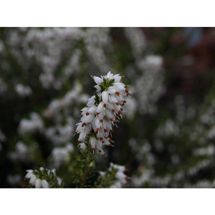 Erica ×darleyensis 'White Perfection'