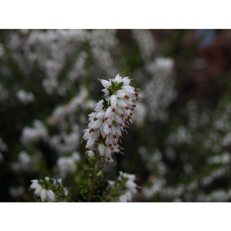 Erica ×darleyensis 'White Perfection'