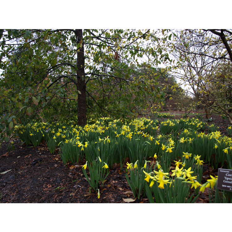 cyclamineus daffodil