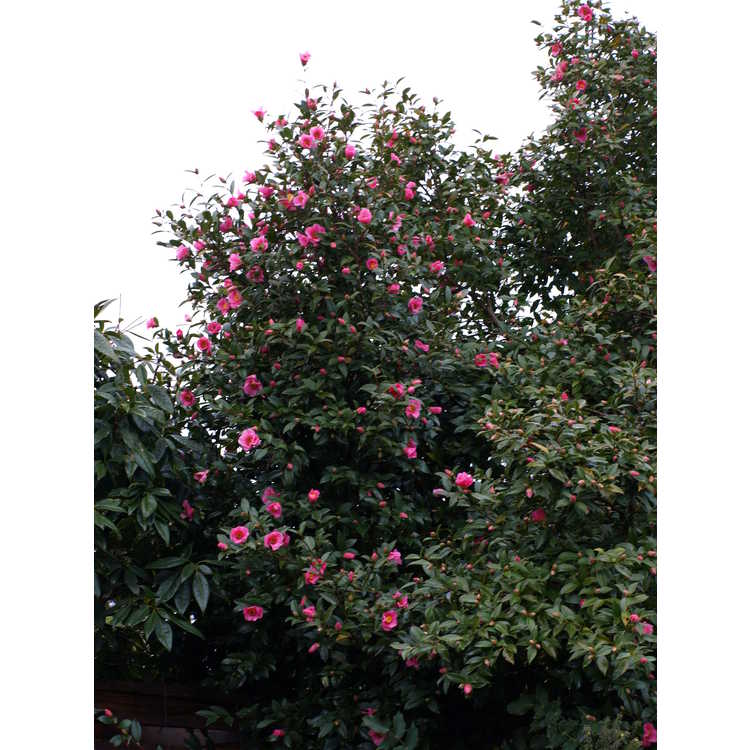 Camellia ×williamsii 'Mary Christian'