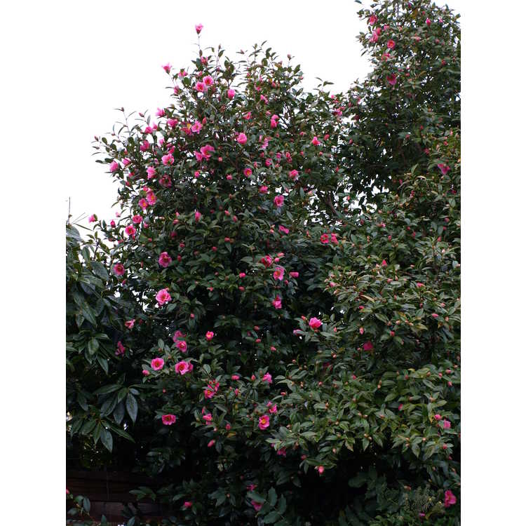 Camellia ×williamsii 'Mary Christian'