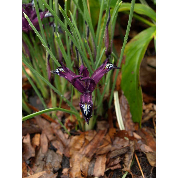 Iris [Reticulata Group] 'Pauline'