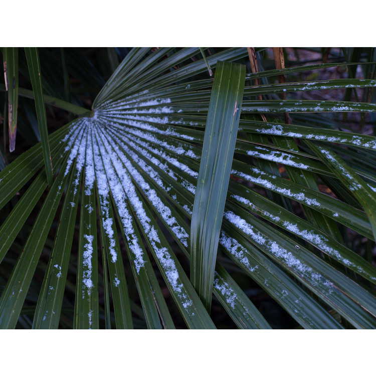 needle palm