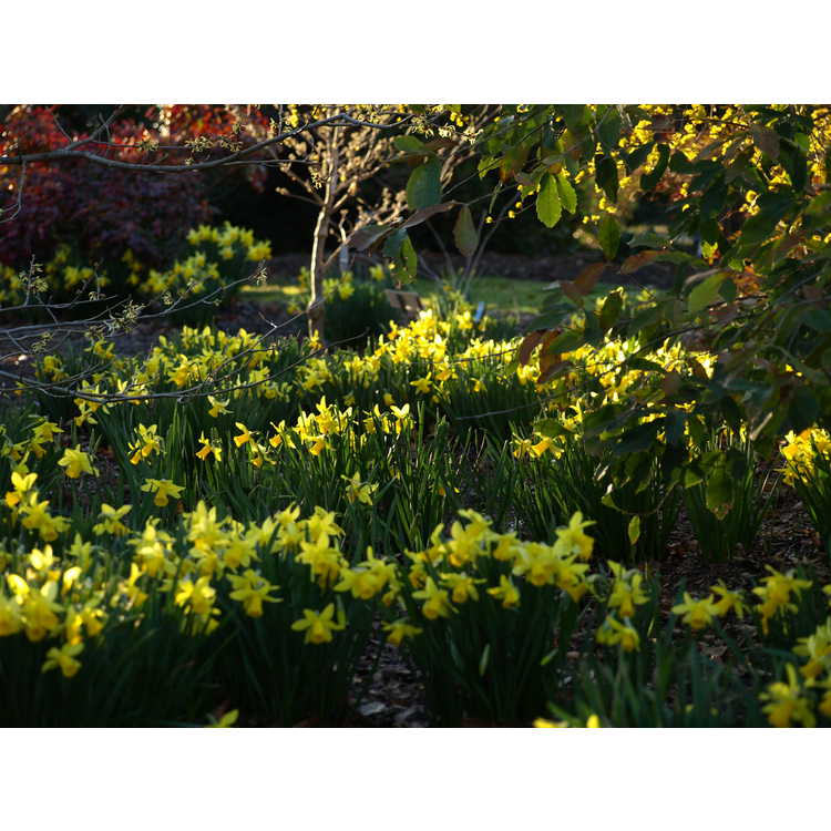 Narcissus 'February Gold' - cyclamineus daffodil