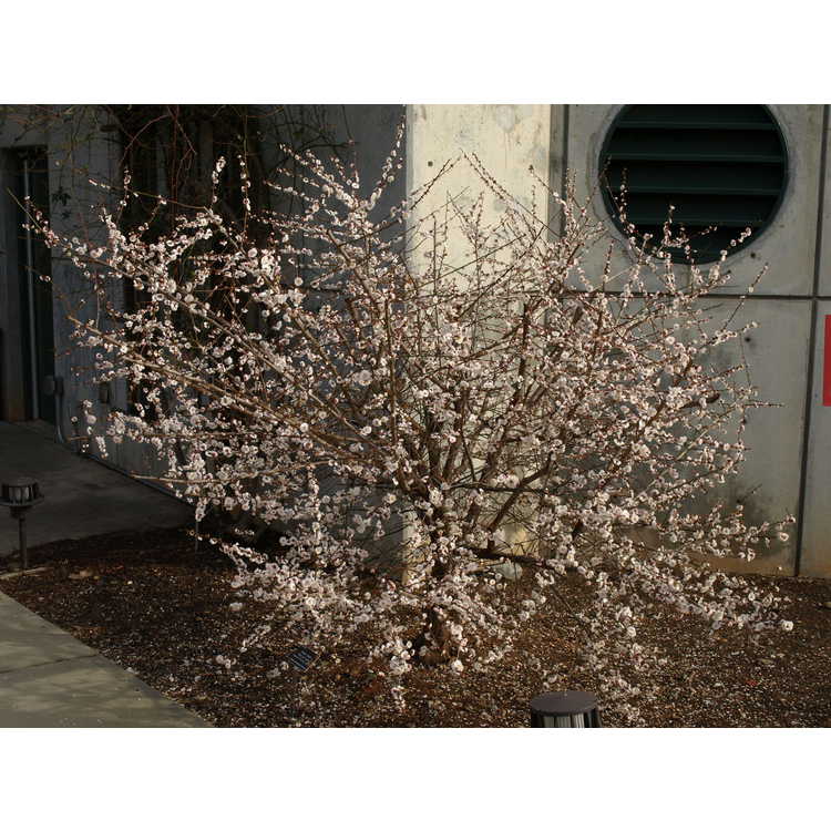 Prunus mume Omoi-no-mama