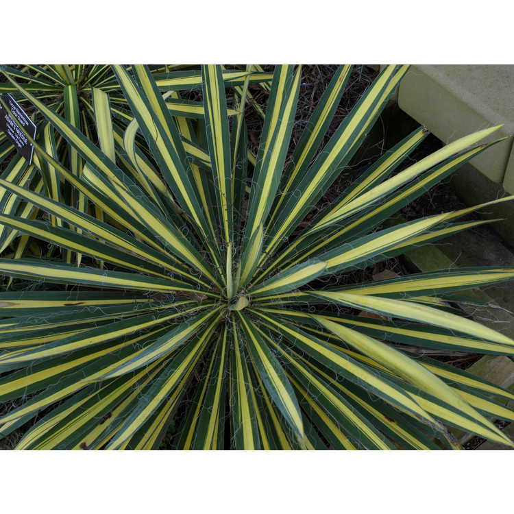 Yucca flaccida 'Color Guard' - gold-stripe weak-leaf yucca
