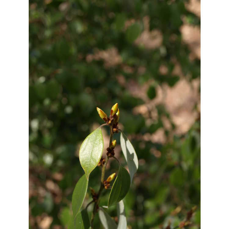 Lindera strychnifolia