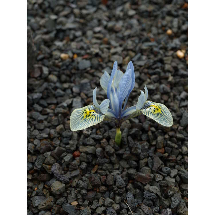 Iris [Reticulata Group] 'Katherine Hodgkin'