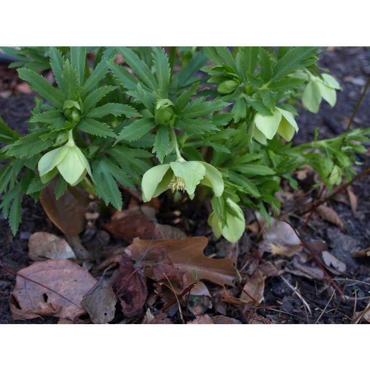 Helleborus ×hybridus × H. multifidus subsp. hercegovinus