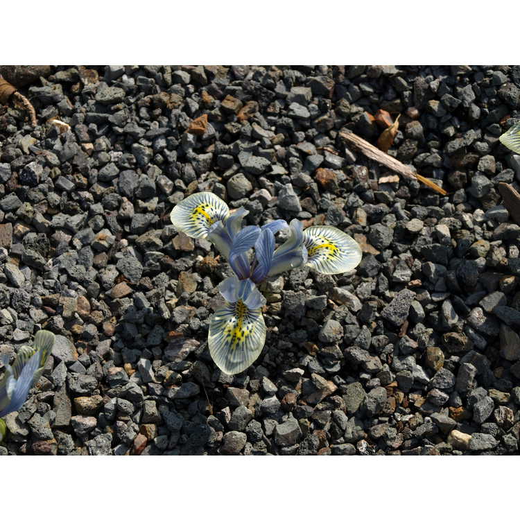 Iris Reticulata Katherine Hodgkin