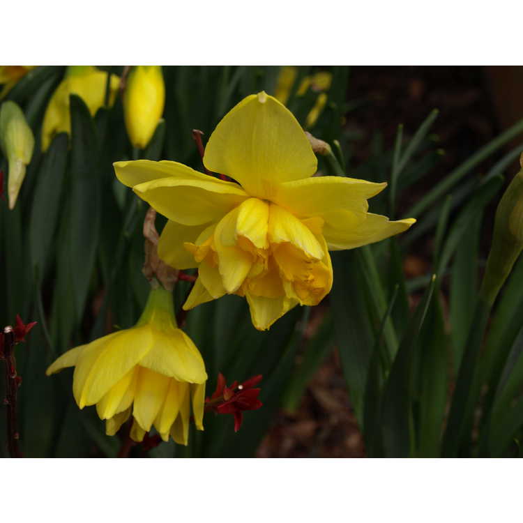 Narcissus 'Meeting'