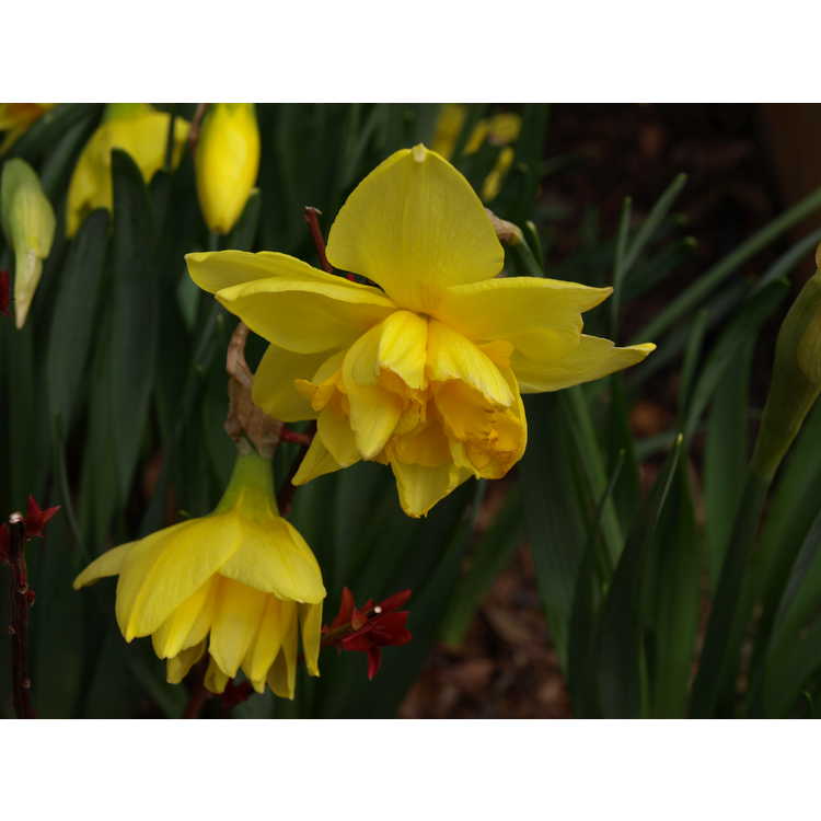 Narcissus 'Meeting'
