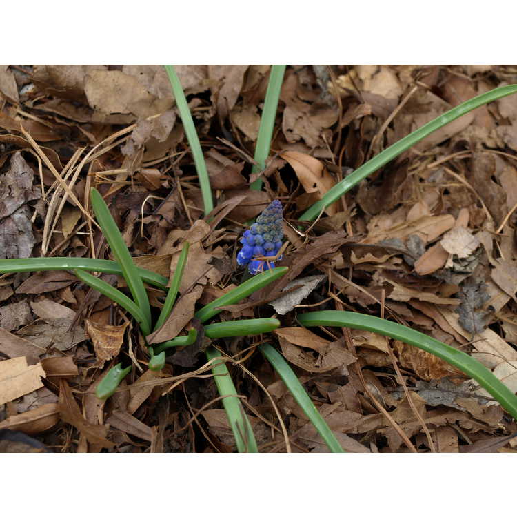 Muscari armeniacum 'Christmas Pearl' - common grape hyacinth