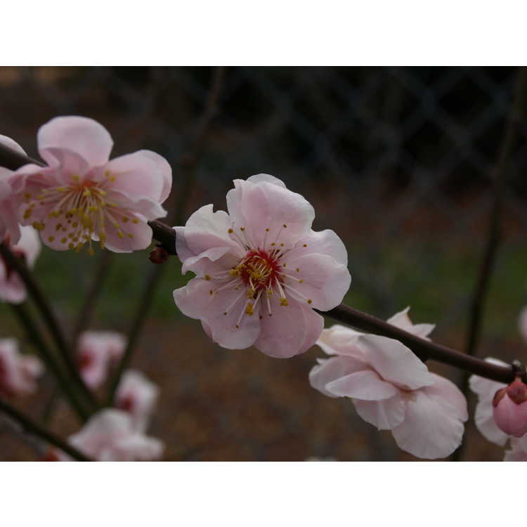 Prunus mume Okitsu-akabana