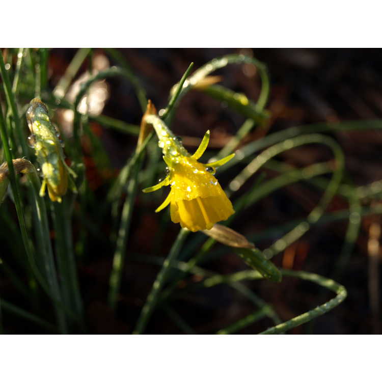 Narcissus bulbocodium var. conspicuus