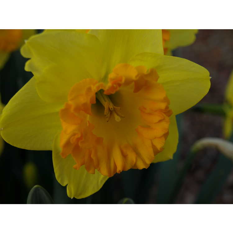 Narcissus Orange Frilled