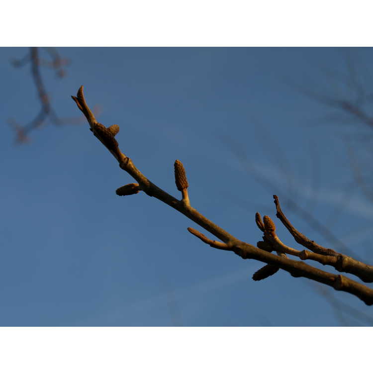 Pterocarya tonkinensis - Tonkin wingnut