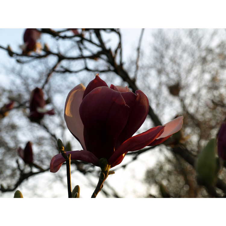 Magnolia soulangeana Picture