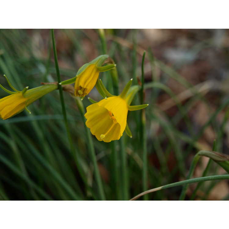 Narcissus bulbocodium var. conspicuus