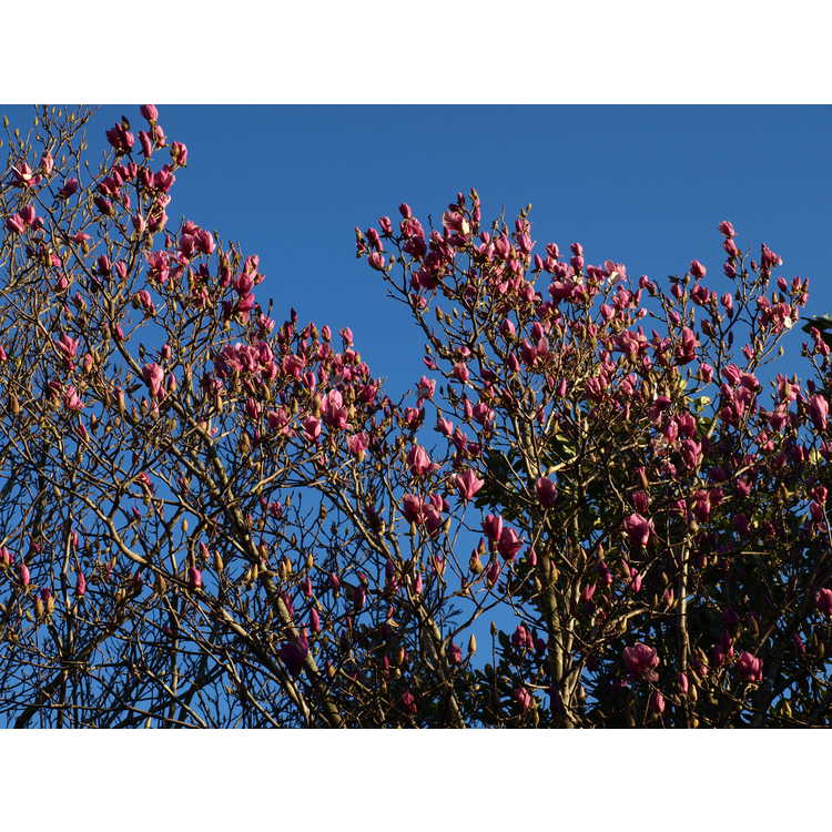 Magnolia ×soulangeana 'Coates'