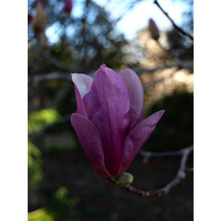 Magnolia soulangeana Coates