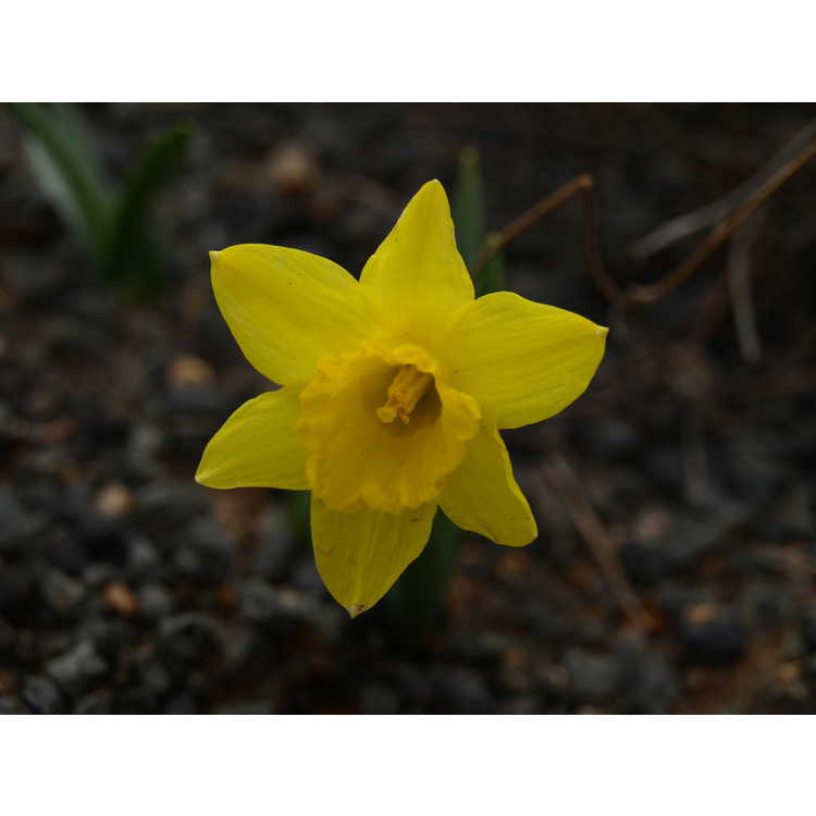 Narcissus 'Little Gem'