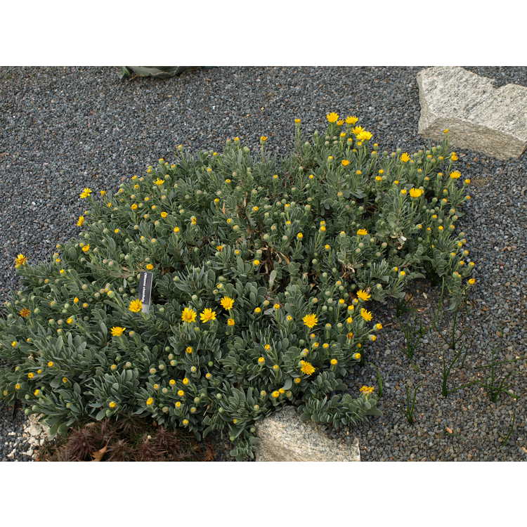 Hertia cheirifolia - barbary ragwort
