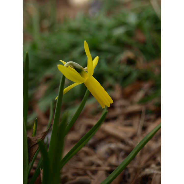 Narcissus 'Mite' - cyclaminius daffodil