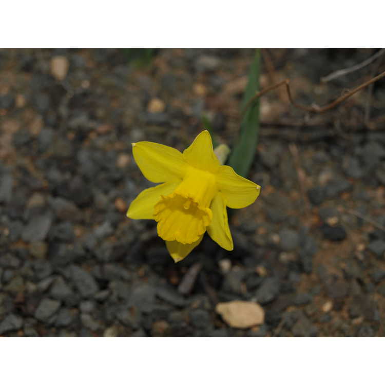 Narcissus 'Little Gem'